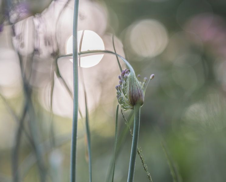 bloemen part 172 van Tania Perneel