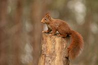 Eichhörnchen auf einem Baumstamm von Tanja van Beuningen Miniaturansicht