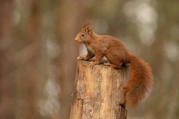 Eichhörnchen auf einem Baumstamm