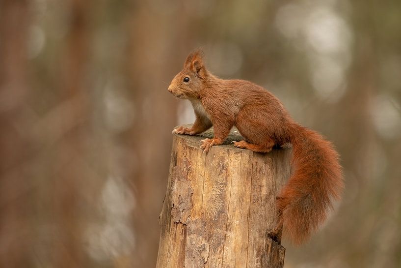 Eichhörnchen auf einem Baumstamm von Tanja van Beuningen