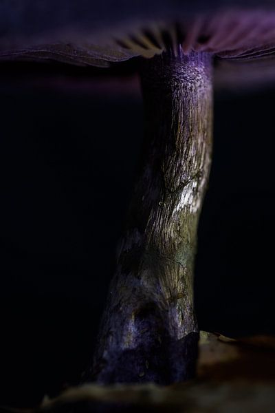 Purple beauty by Danny Slijfer Natuurfotografie