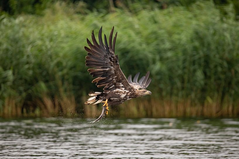 Weißkopfseeadler, Haliaeetus albicilla von Gert Hilbink