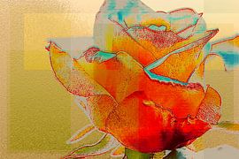 Roos by Arie Van Garderen