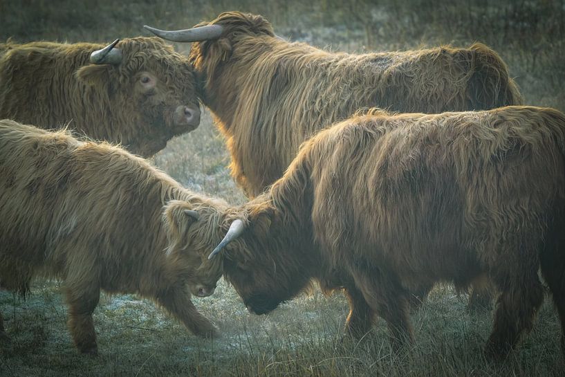 Scottish Highlanders by Dirk van Egmond