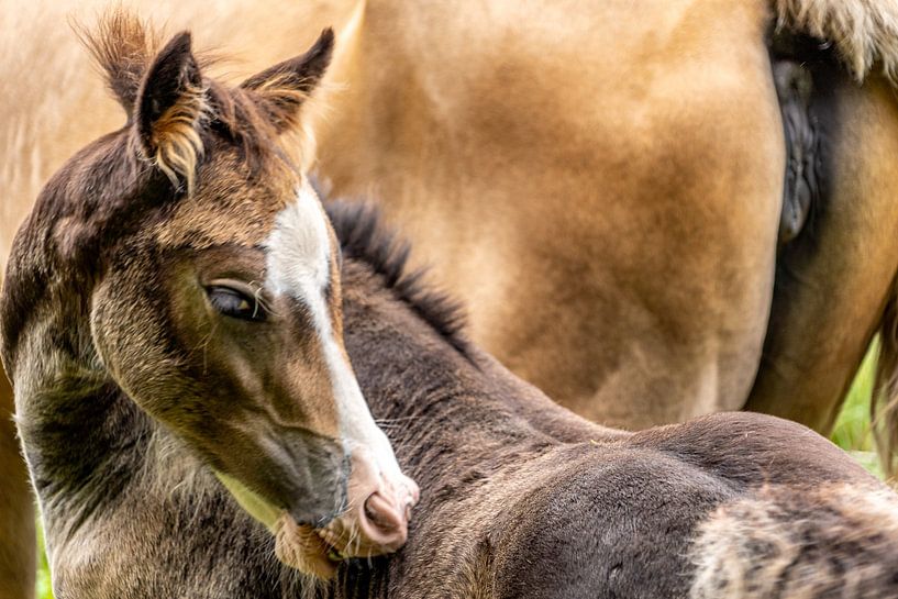Beautiful Horse by l.v.e. Pictures