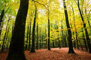 Speulderbos 3 sur Marieke van der Doef