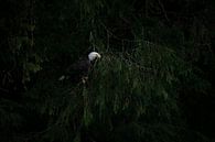 Amerikanischer Seeadler von Heleen Middel Miniaturansicht