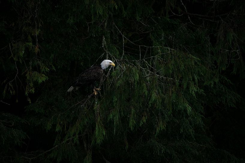 Amerikanischer Seeadler von Heleen Middel