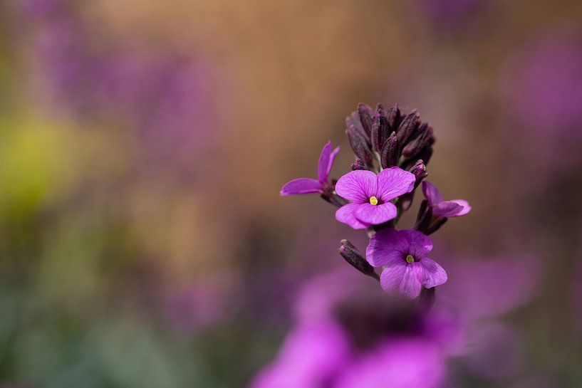Small but fine by Thea Teijgeler