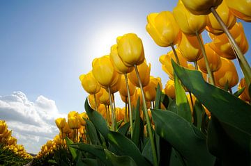 Yellow Tulips at the Keukenhof by Roelof Foppen