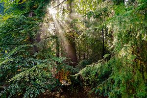 Prachtige zonnestralen in het bos bij zonsopkomst