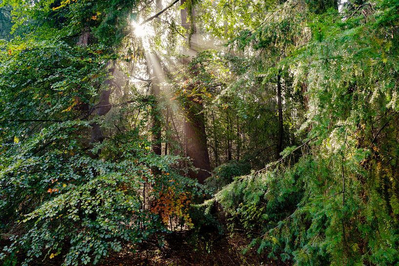 Prachtige zonnestralen in het bos bij zonsopkomst van Fotografiecor .nl