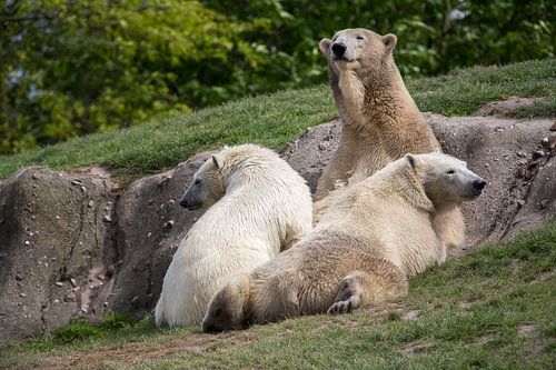 Jonge ijsberen drinken melk bij hun moeder