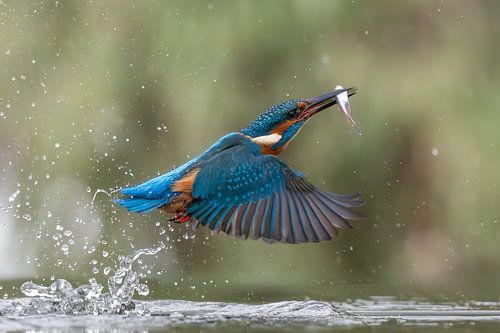 IJsvogel met opgedoken visje
