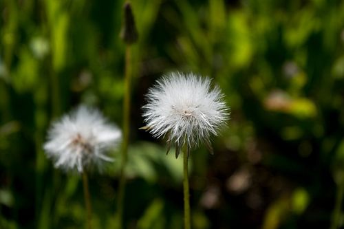Dandelion