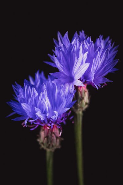 Kunstvolle Kornblumen von Sandra Hazes