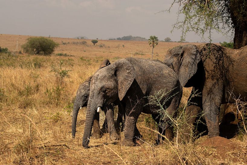 Elephants of Kidepo - Giants of silence by Rick Massar