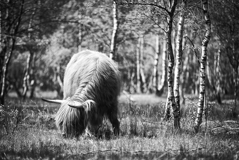 Grazende Schotse Hooglander in het bos! van Peter Haastrecht, van