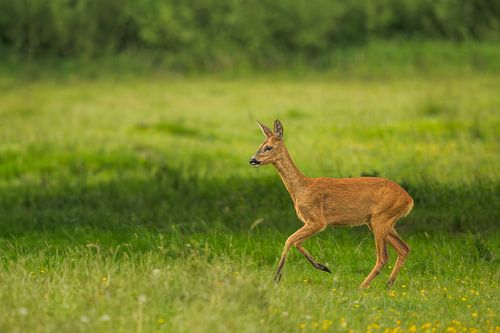 Ziege auf einer Wiese von John van de Gazelle fotografie