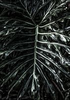 Élégance des feuilles sombres