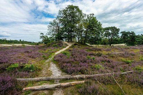 Paarse heide op de Bakkeveense Duinen