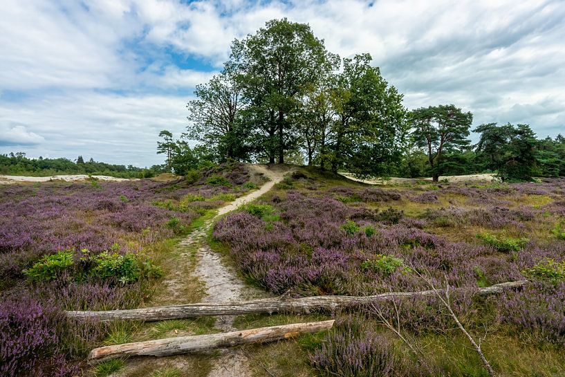 Purple heather on the Bakkeveen Dunes by R Smallenbroek