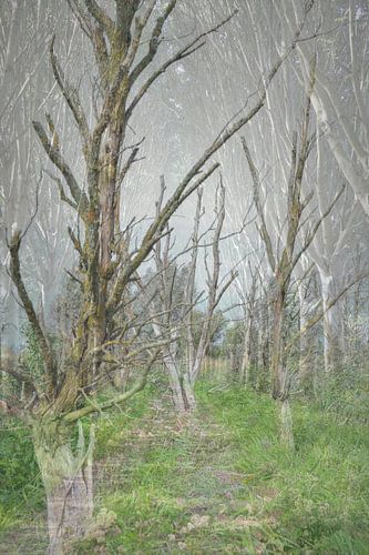 Abstracte fotografie | Fine Art Nature | Bomen