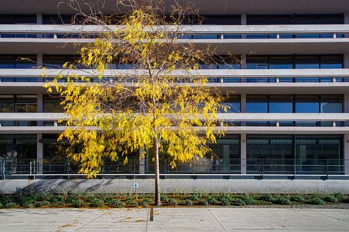 Boom in herfstkleur voor flatgebouw van Jim van Iterson