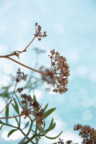 Fleurs sur fond de conte de fées sur Bianca ter Riet