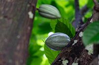 Cocoa beans in Flores Indonesia