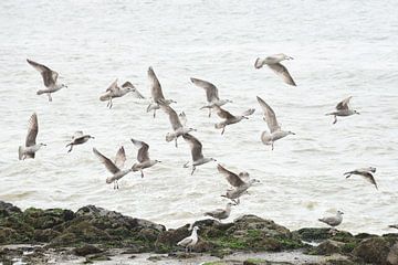 Mouettes sur la côte sur Blond Beeld