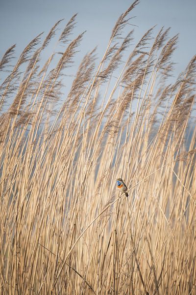 Blauwborst in het riet van Wouter Kuin