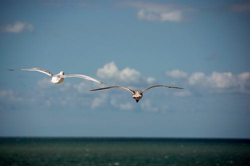 Seagulls in the sky