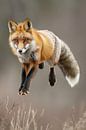 Jumping fox by Poster Art Shop thumbnail
