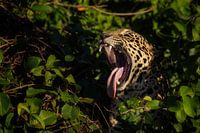 Gaping Jaguar 
