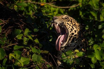 Yawning Jaguar in Pantanal by Leon Doorn