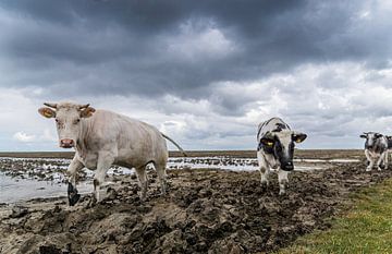 Uitgelaten Hollandse koeien aan de Friese Waddenkust in het voorjaar van Mischa Corsius