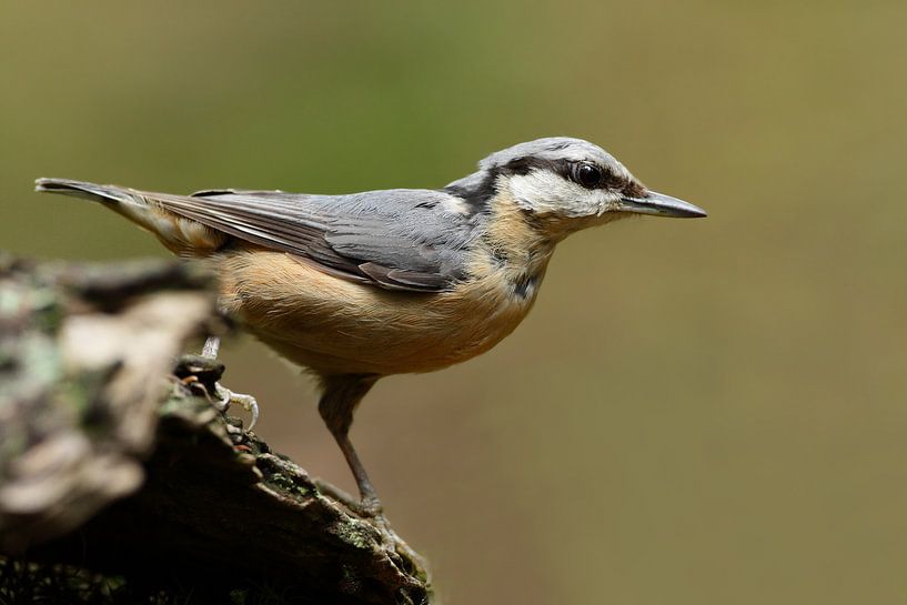 Boomklever van Menno Schaefer