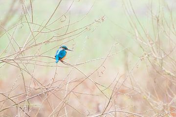 IJsvogel op de uitkijk van Danny Slijfer Natuurfotografie