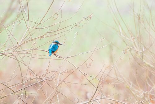 IJsvogel op de uitkijk