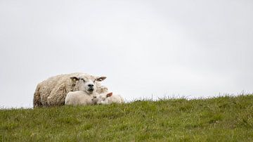 Lazing Texel Sheep