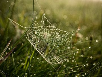 Cobweb and dew no. 2, Roman Chudas by 1x