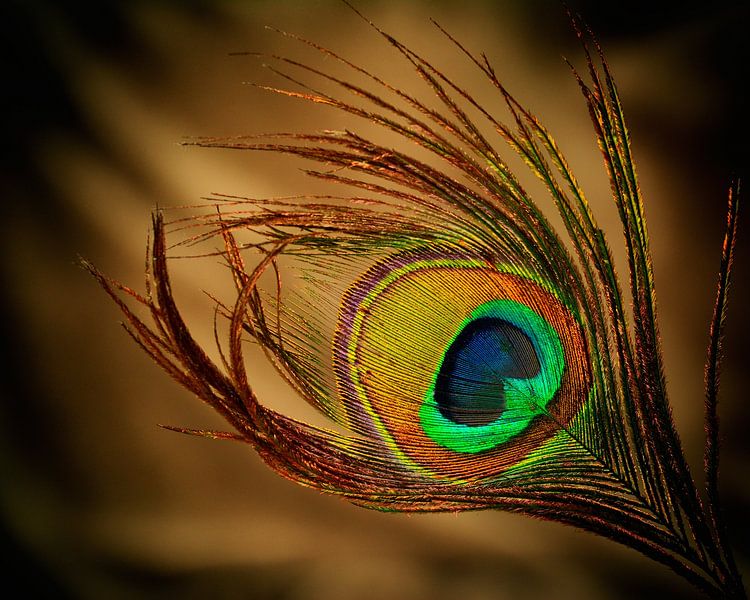 Peacock feather by Saskia Schotanus