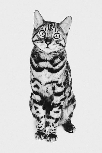 Fine-art portrait Bengal cat in black and white by Lotte van Alderen