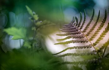 Aussicht auf den Wald