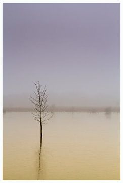 purplehaze tree, paarse nevel boom,lila dunstbaum, arbre de brume pourpre, van Hans Sluimer