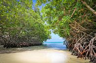 Mangroves op Mangel Halto Beach Aruba van Arthur Puls Photography thumbnail