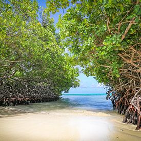 Mangroves op Mangel Halto Beach Aruba van Arthur Puls Photography