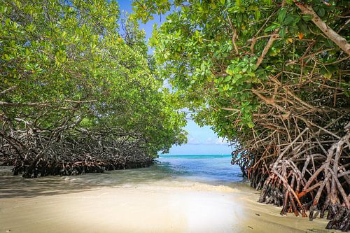Mangroves sur la plage de Mangel Halto à Aruba