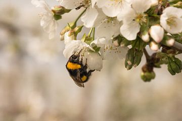 Bee / bumblebee at work by Moetwil en van Dijk - Fotografie